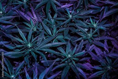 Cannabis purple leaves  growing medical marijuana  top view close up.