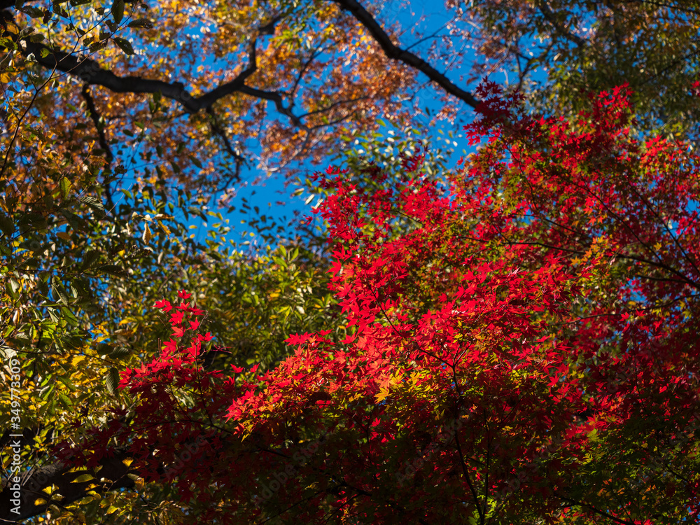 Leaves in the process of turning orange at the start of Autumn. Leaves in the process of turning orange at the start of Autumn.