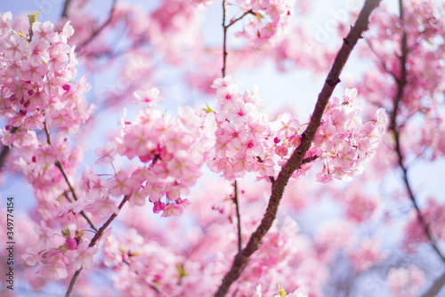 河津桜：桜　sakura　cherry blossom	
