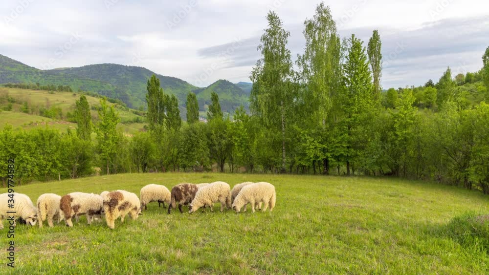 4k time lapse video of sheep grazing on filed. 4k time lapse video of sheep grazing on filed.