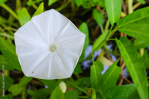 Ipomoea aquatica white flower, also known as the Kangkong or Water Spinach photo