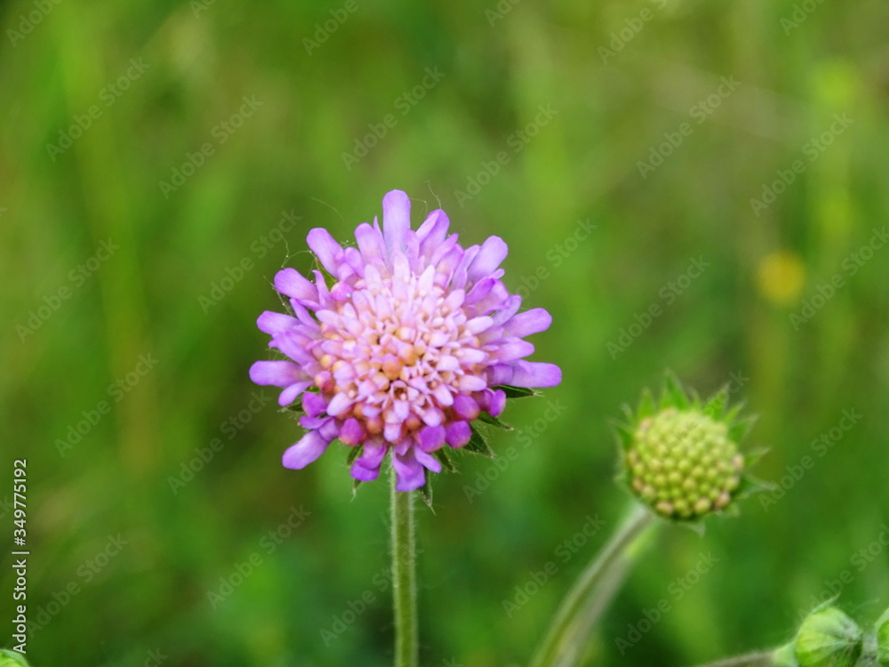 purple flower of a thistle