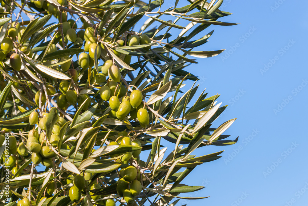 closeup of green olives growing on olive tree against blue sky with copy space on right closeup of green olives growing on olive tree against blue sky with copy space on right
