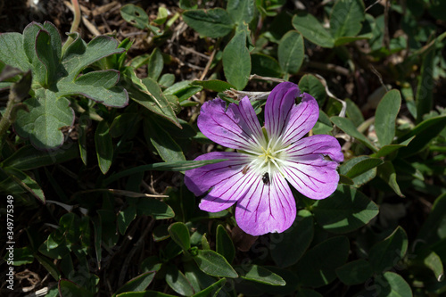 plant  leaf pattern and colorful flower