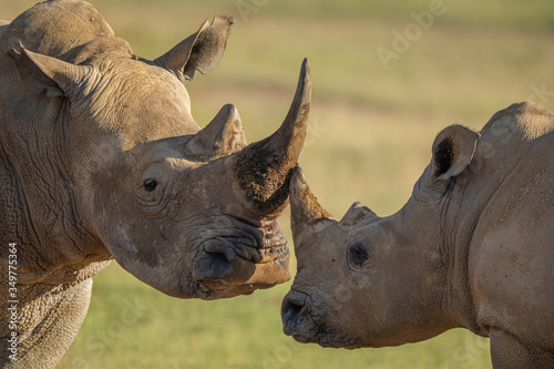 Rhino adult and child greeting each other by touching horns.  