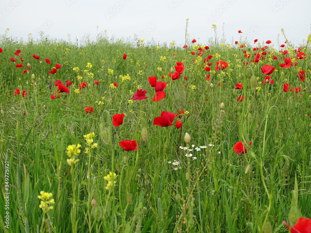 Fototapeta premium field of poppies