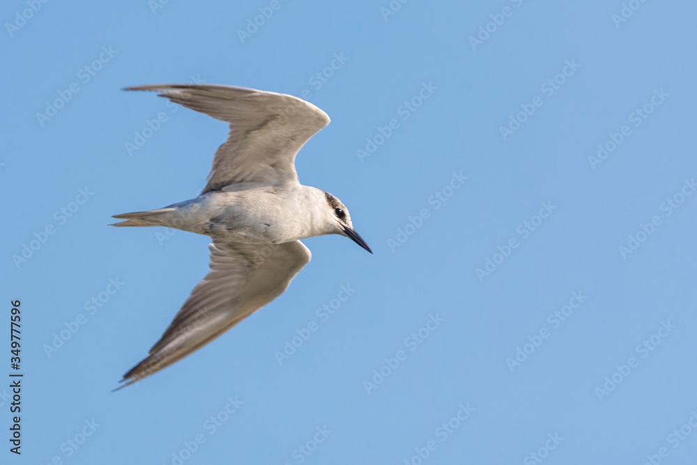 Adult nonbreeding Whiskered Tern (Chlidonias hybrida) in flight with blue clear sky for background. Adult nonbreeding Whiskered Tern (Chlidonias hybrida) in flight with blue clear sky for background.