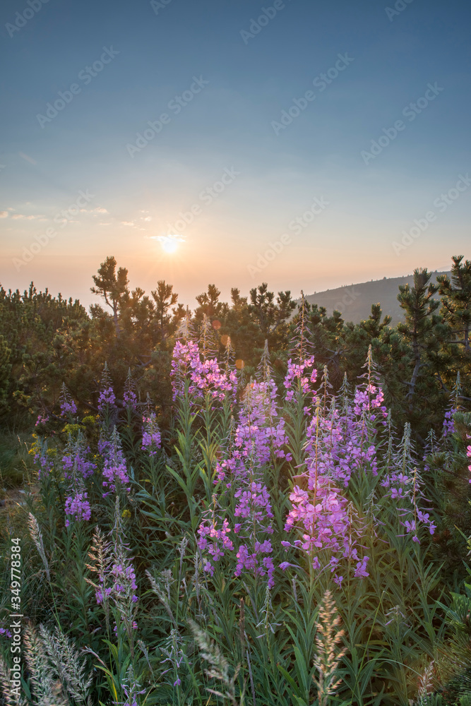 Sunrise in the mountain. Flowers