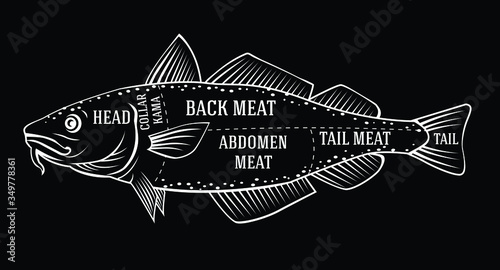 Vector fishmonger diagram for cutting cod