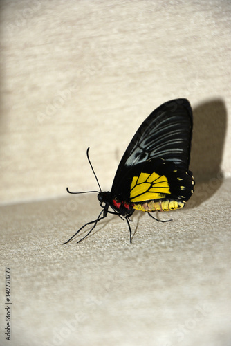 Large black-yellow butterfly on a light background