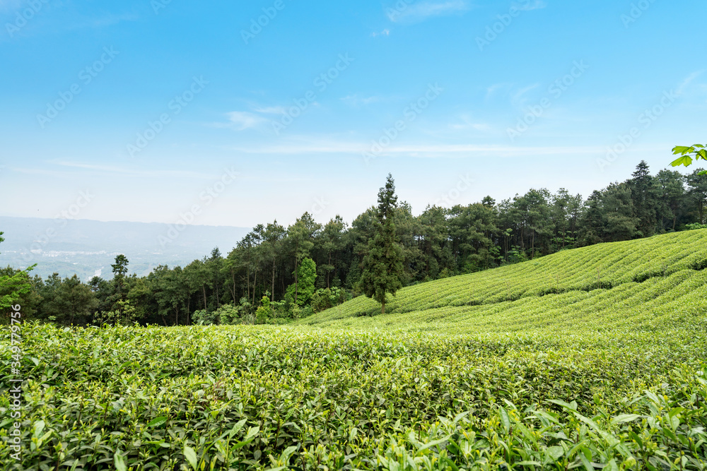 Tea plantation on the top of the mountain