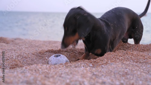 Funny playful dachshund digs a big hole on the beach, playing with ball. Energizing little black and tan dog on outdoor walk, seashore with quartz sand, sea and clean horizon. photo