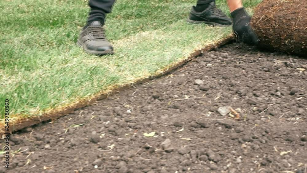 Concept on the theme of landscaping the grass. Grass-laying process Concept on the theme of landscaping the grass. Grass-laying process