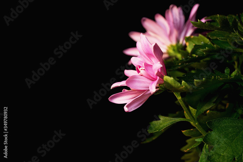 Several pink flowers for background frame design