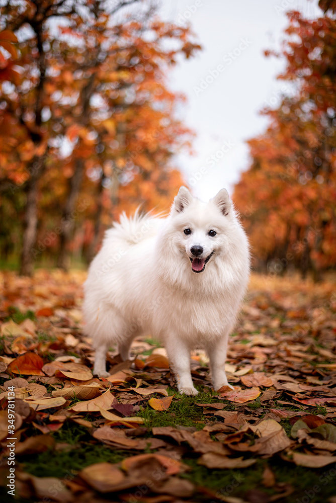 Fototapeta premium A Japanese Spitz at an orchard in autumn