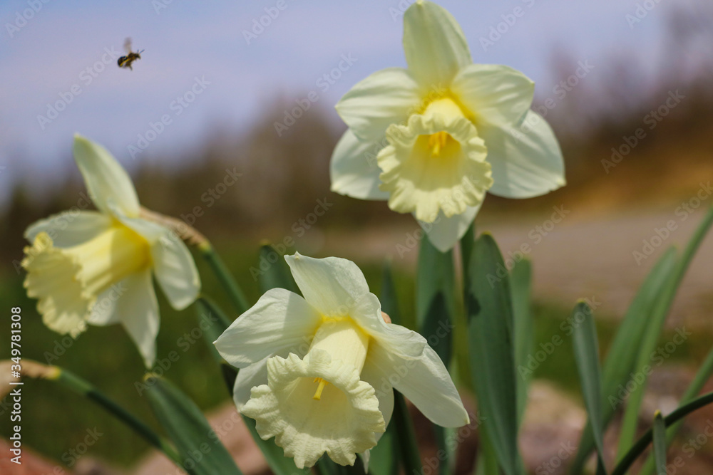 A yellow narcissus flowers and green leaves. Selective focus. A yellow narcissus flowers and green leaves. Selective focus.