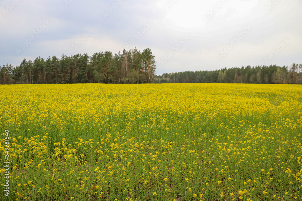 Yellow rape, rapeseed or canola field. Selective focus. Yellow rape, rapeseed or canola field. Selective focus.