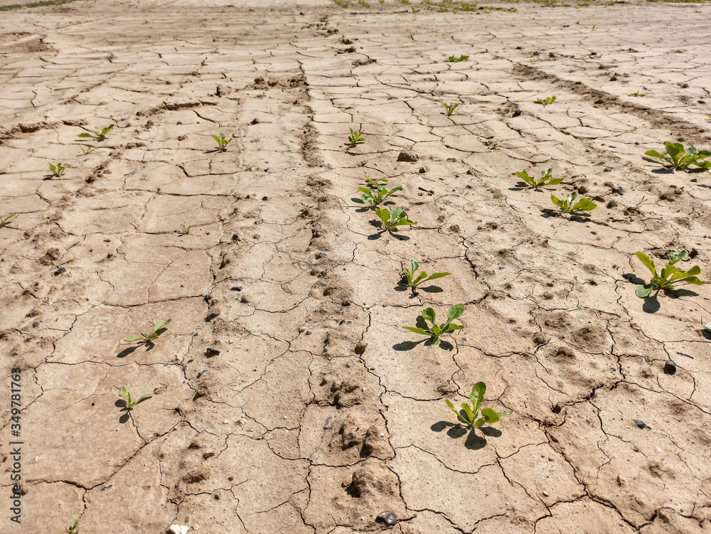 terre agricole aride en été terre agricole aride en été