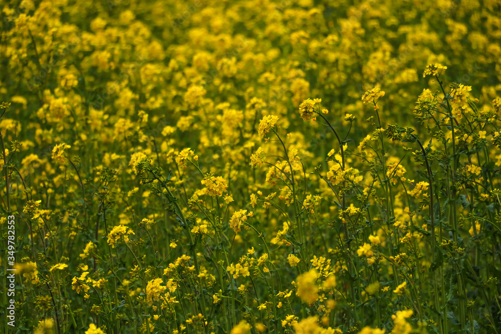 Yellow field rapeseed in bloom. Selective focus. Yellow field rapeseed in bloom. Selective focus.
