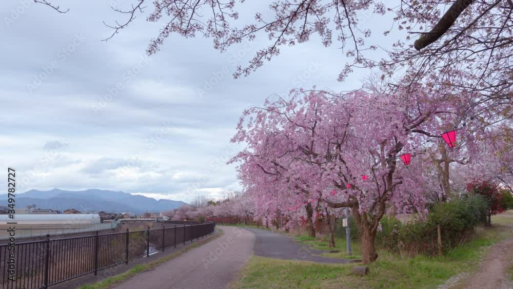 Time-lapse Cherry Blossoms and Tranquil River at Fukui Japan Time-lapse Cherry Blossoms and Tranquil River at Fukui Japan