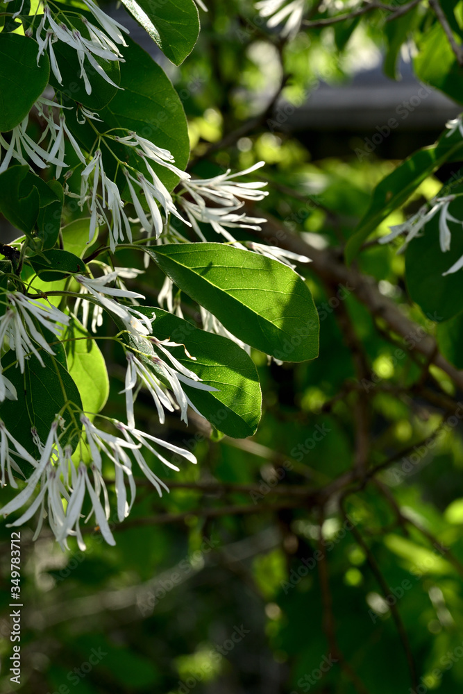 なんじゃもんじゃ