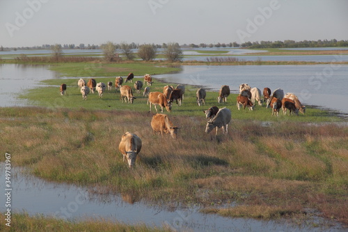  A herd of cows returns from the spill ... During the spring flood of the rivers, young juicy grass rapidly grows, which is what the cows of local farmers use.