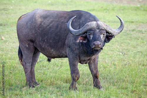 African buffalo bull in the savanna of the Masai Mara  Kenya