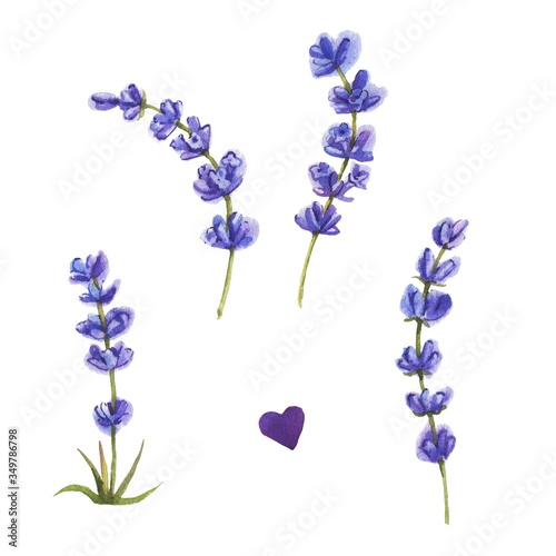 Watercolor lavender set. Lavender flowers isolated on white background.