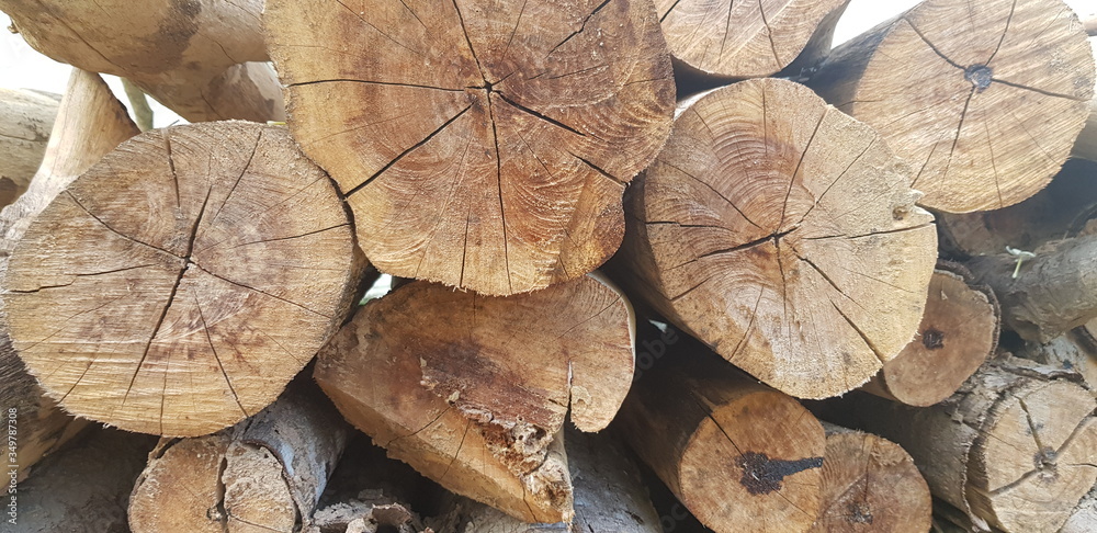 Cut tree trunks / Dry Woods - Reday for Fire Cut tree trunks / Dry Woods - Reday for Fire