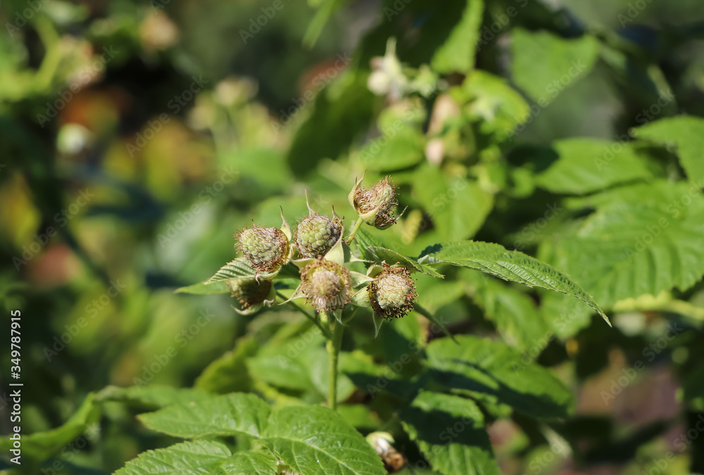 Green raspberry leaves and white raspberry flowers Green raspberry leaves and white raspberry flowers