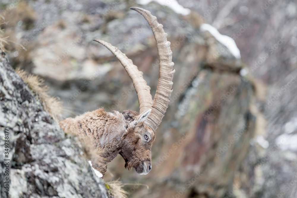 Portrait of Alpine ibex on extreme terrain (Capra ibex) Portrait of Alpine ibex on extreme terrain (Capra ibex)