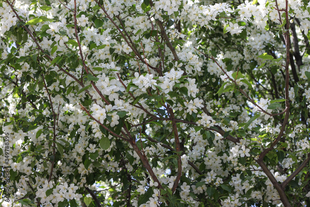 Blooming apple tree in spring. Nature in spring Blooming apple tree in spring. Nature in spring
