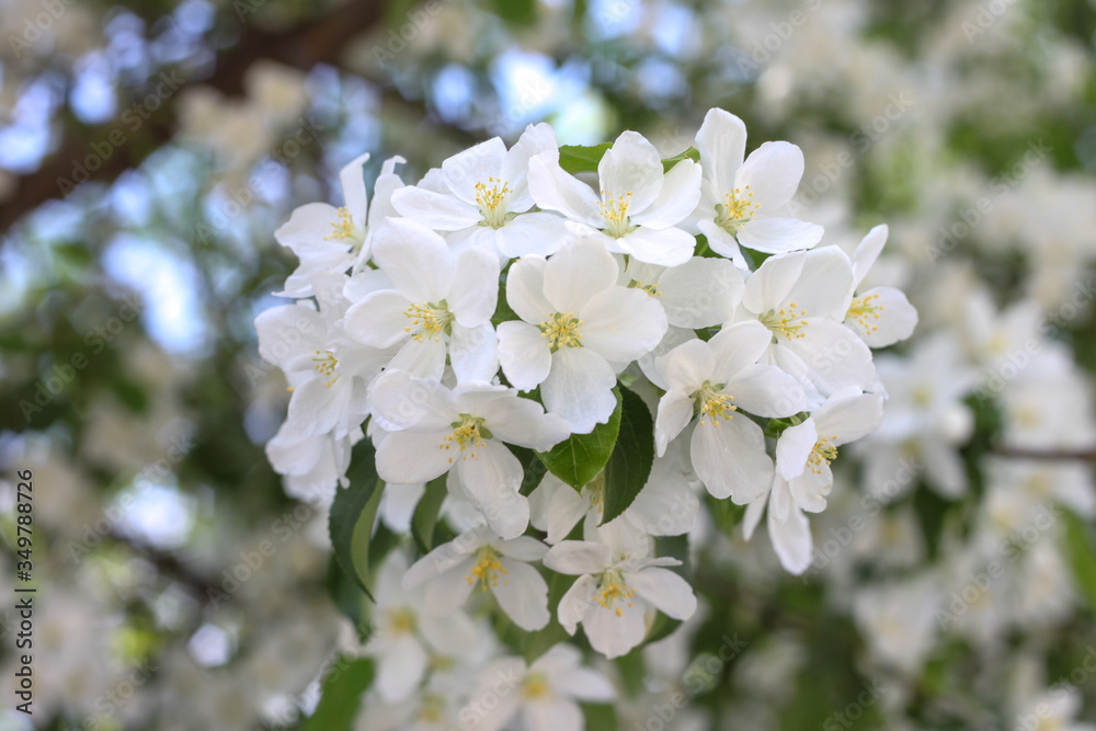 Blooming apple tree in spring. Nature in spring Blooming apple tree in spring. Nature in spring