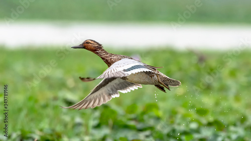 Birds in Flight © Suvro