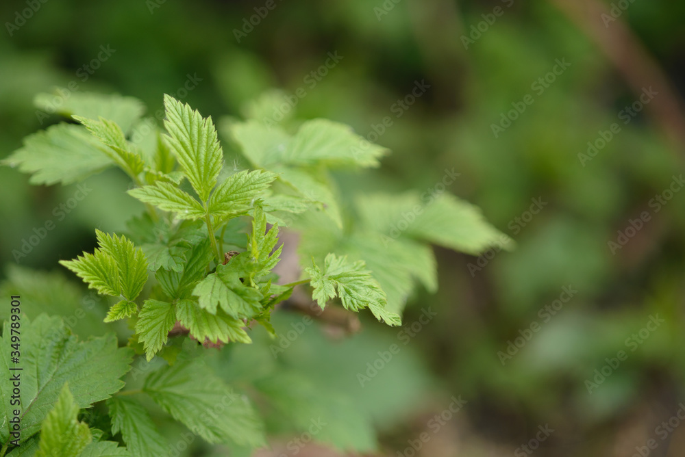Blackberries branch with young leaves. Selective focus, copy space Blackberries branch with young leaves. Selective focus, copy space