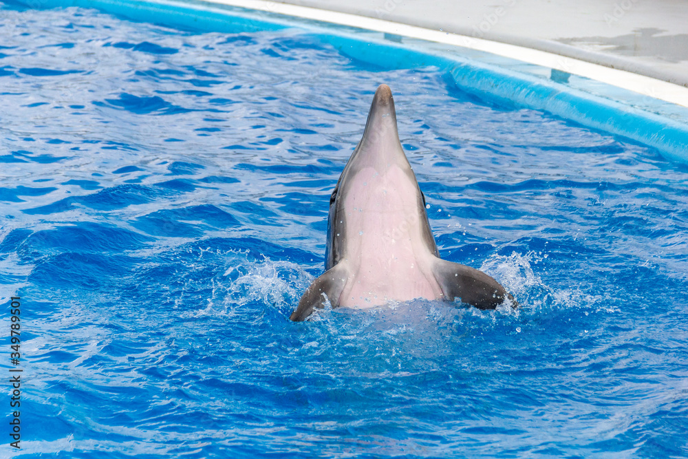 Obraz premium Close up dolphin (scientific name Tursiops Truncatus) cuddle in the water. Happiness of dolphins, a symbol of love and fidelity. Place for text. Batumi, Adjara Autonomous Republic, Georgia.