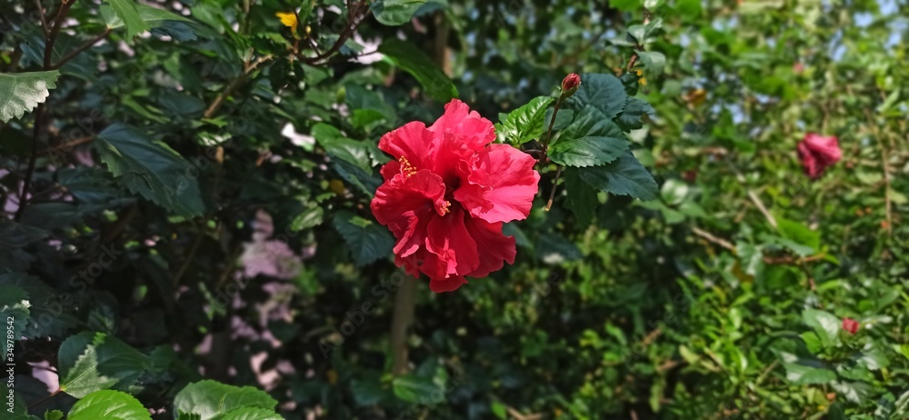 Multi Petal red color hibiscus with leaves