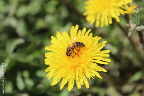 bee on a yellow dandelion © Elena Bondareva