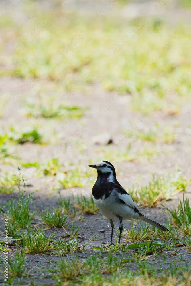 white wagtail on ground white wagtail on ground