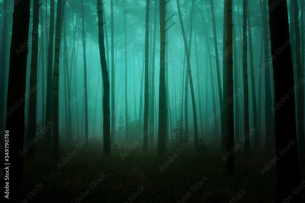 Photo of fairytale forest with pine trunks, a footpath and a morning mist. Photo of fairytale forest with pine trunks, a footpath and a morning mist.