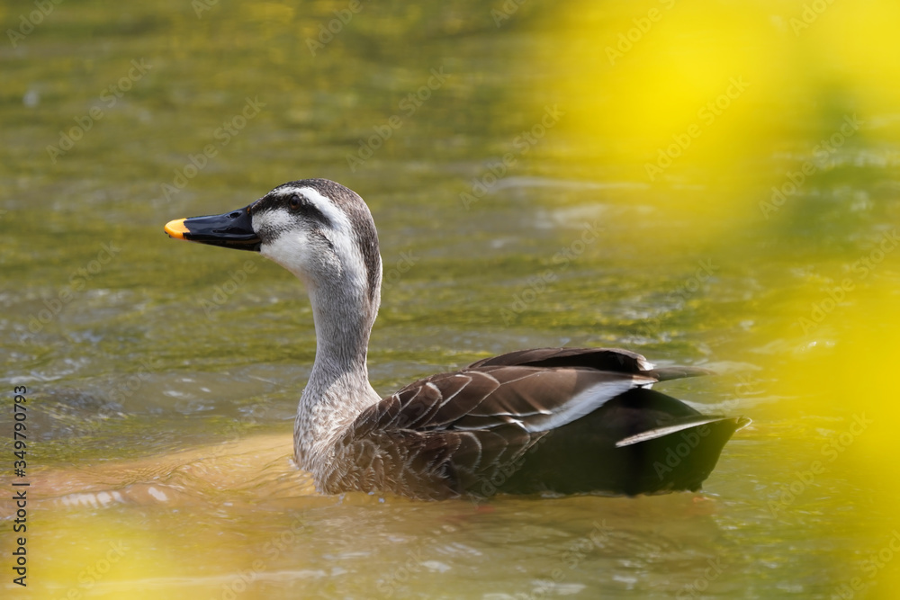 duck on the lake duck on the lake