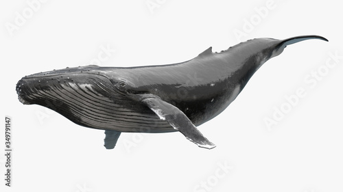 Obraz na plátně 3D Render of Humpback Whale, Humpback whale on an isolated, 3r rendering