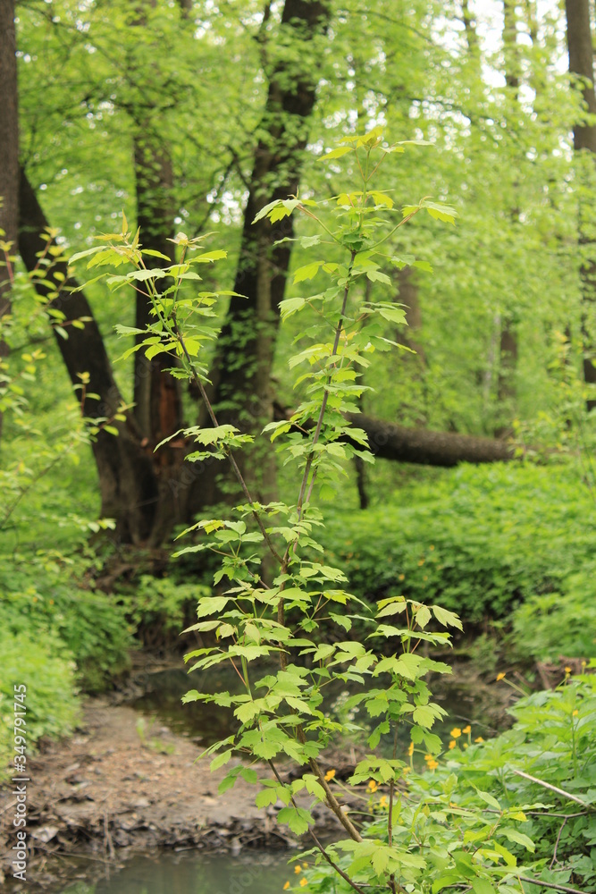 Fototapeta premium Spring in the city forest park