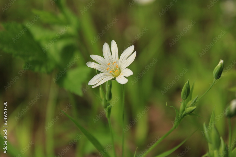 Spring flowering in a city forest park Spring flowering in a city forest park