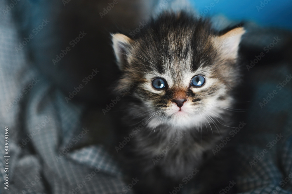 Little cute kitten is sitting on the bed. Little kitten with blue eyes 