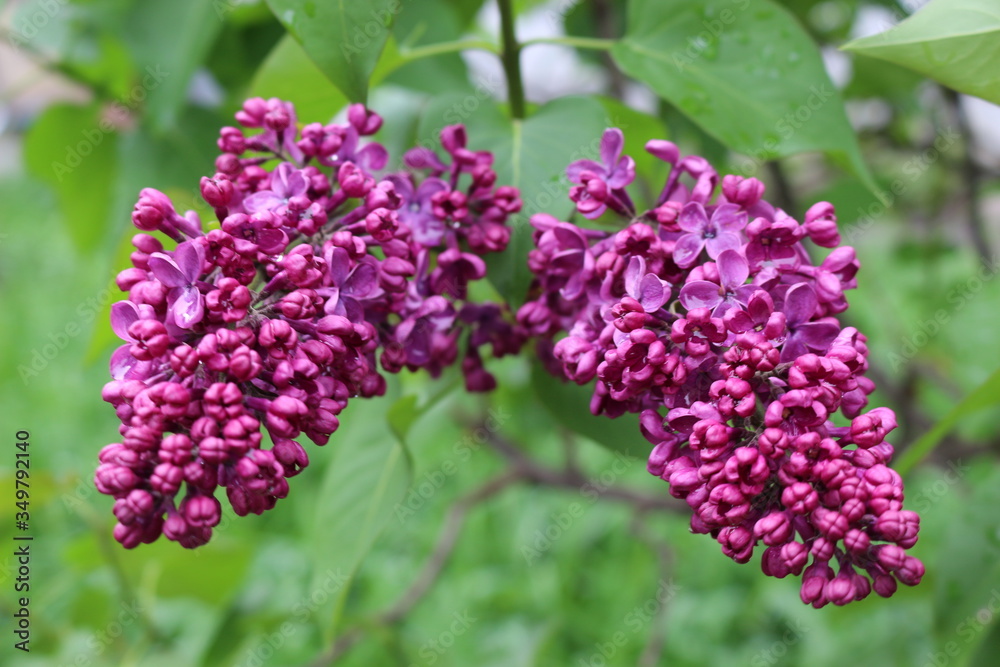 Bright clusters of flowers bloomed on the lilac bushes in spring
Bright clusters of flowers bloomed on the lilac bushes in spring
