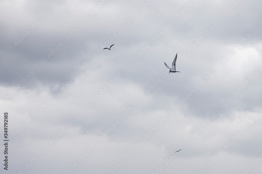 a lonely sea bird in the sky. Wildlife texture and background a lonely sea bird in the sky. Wildlife texture and background