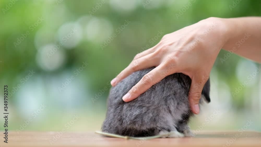 rabbit with green bokeh background, bunny pet
rabbit with green bokeh background, bunny pet