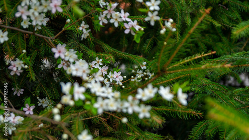 Cherry blossoms on the background of spruce branches.