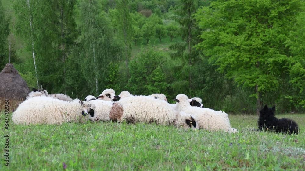 4k video of lambs grazing on field. Beautiful rural landscape 4k video of lambs grazing on field. Beautiful rural landscape